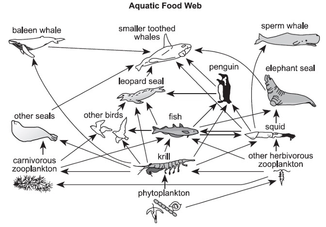 <p><br><span>In this food web, which is a correct sequence for the flow of energy in a food chain containing leopard seal?</span></p><p><span>A. Phytoplankton → krill → penguin → leopard seal</span></p><p>&nbsp;<span>B. Smaller toothed whales → leopard seal → fish → krill</span></p><p><span>C. Other birds → leopard seal → other seals → baleen whale</span></p><p><span>D. Carnivorous zooplankton → other seals → leopard seal → smaller toothed whales</span></p>