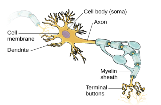 <p>Dendrites, cell body (soma) , axon, axon terminals, and synapse. </p>