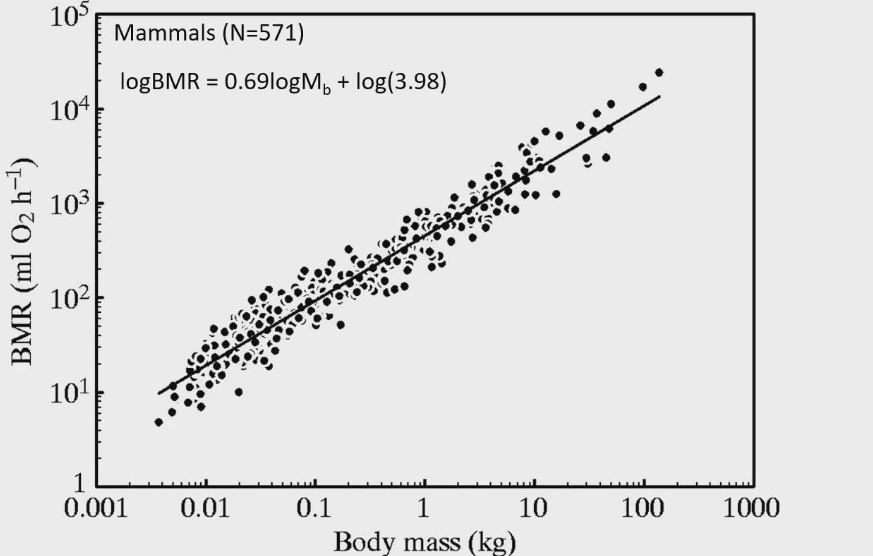 <ul><li><p>Negative allometric</p></li><li><p>As body mass increases (smaller to larger species) the BMR increases. It increases in a way where slope of that relationship get smaller and smaller</p></li></ul><p></p>