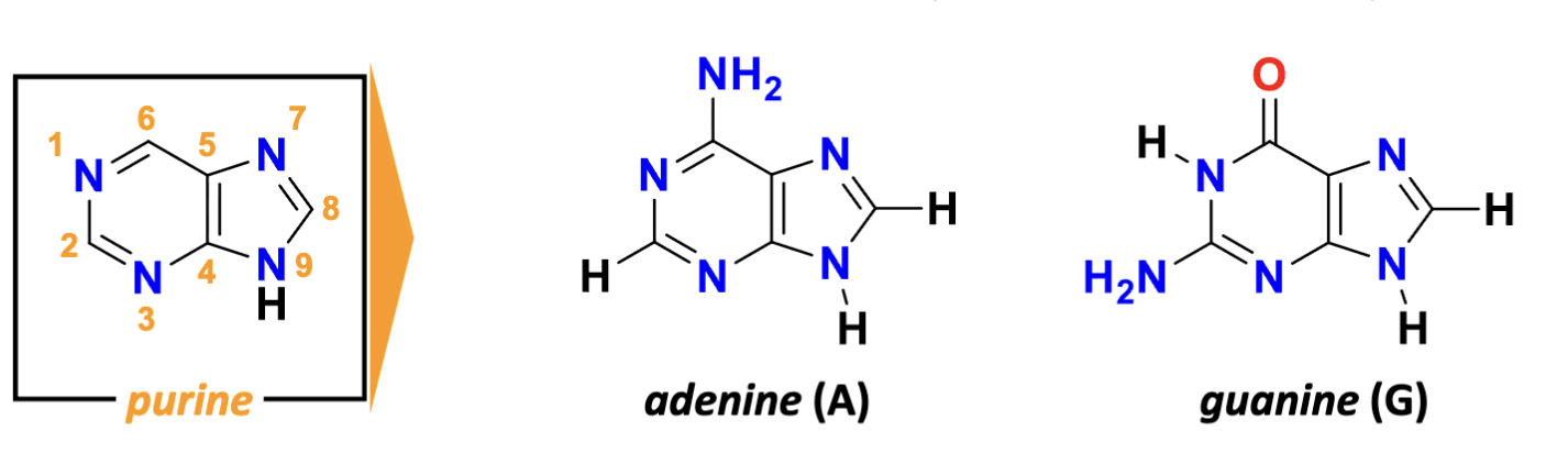 <p>purine:</p><p>adenosine (6-amino), guanine (2-amino group, 6-keto group)</p>