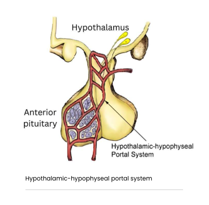 <p><span>The hypothalamus communicates with the </span><strong>anterior pituitary</strong><span> by secreting the releasing or inhibiting hormones into the portal system. The portal system is made up of small blood vessels that link the hypothalamus directly to the anterior pituitary. The hormones from the hypothalamus then travel through the portal system to the anterior pituitary to either stimulate or inhibit the release of pituitary hormones.</span></p>