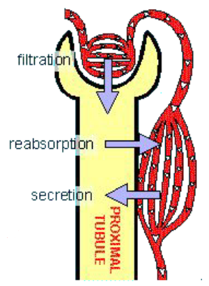 <ol><li><p><strong><u>Glomerular filtriation</u></strong> - <u>movement of fluid from the blood into the lumen</u> of the nephron</p></li><li><p><strong><u>Tubular reabsorption</u></strong> - <u>substances from filtrate moved back into the blood </u>(peritubular capillaries)</p></li><li><p><strong><u>Tubular secretion</u></strong> - <u>removes molecules from blood</u> and <u>adds</u> them <u>to filtrate</u> in the lumen</p><ol><li><p>Items in the lumen are destined to be removed, if the body wants to keep it must be removed/reabsorbed</p></li></ol></li></ol><p></p>