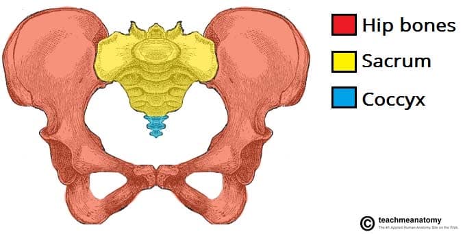 <ul><li><p>The structure that attaches the lower limbs to the axial skeleton, responsible for weight-bearing and locomotion.</p></li><li><p>Attached to the axial skeleton by strong ligaments.</p></li></ul><p></p>