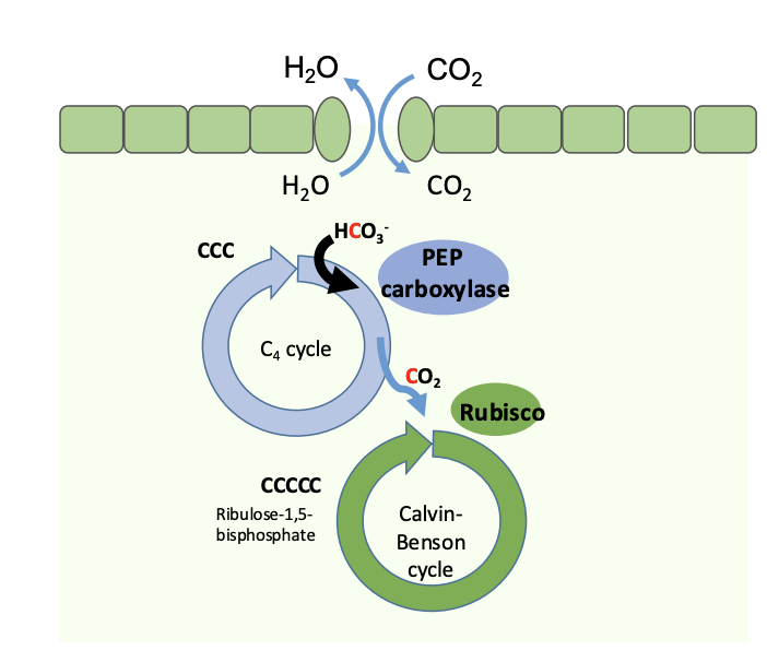 <ul><li><p>PEPC higher affinity for CO2</p></li><li><p>Stomata do not need to be as wide to get enough CO2 in</p></li><li><p>So Stomata have lower conductance </p><ul><li><p>not easy for gases to move in and out</p></li><li><p>Because stomata closed</p></li></ul></li><li><p>For the <strong>same</strong> CO2 assimilation rate</p></li><li><p>Means:</p><ul><li><p>Higher water use (assimilation/evaporation)</p></li><li><p>Less water lost!</p></li></ul></li></ul><p></p>