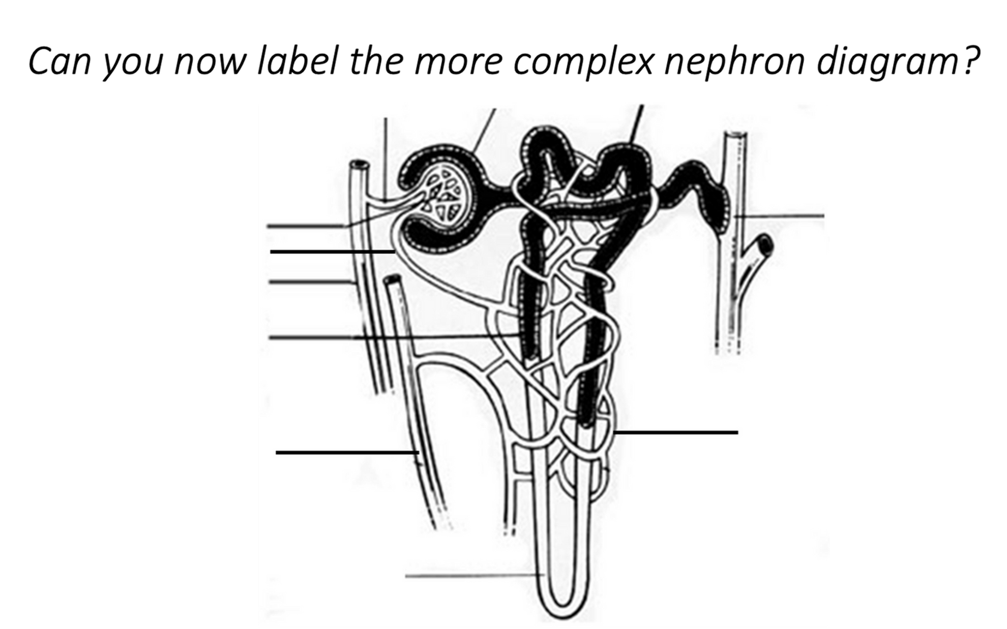 <p>A nephron</p>