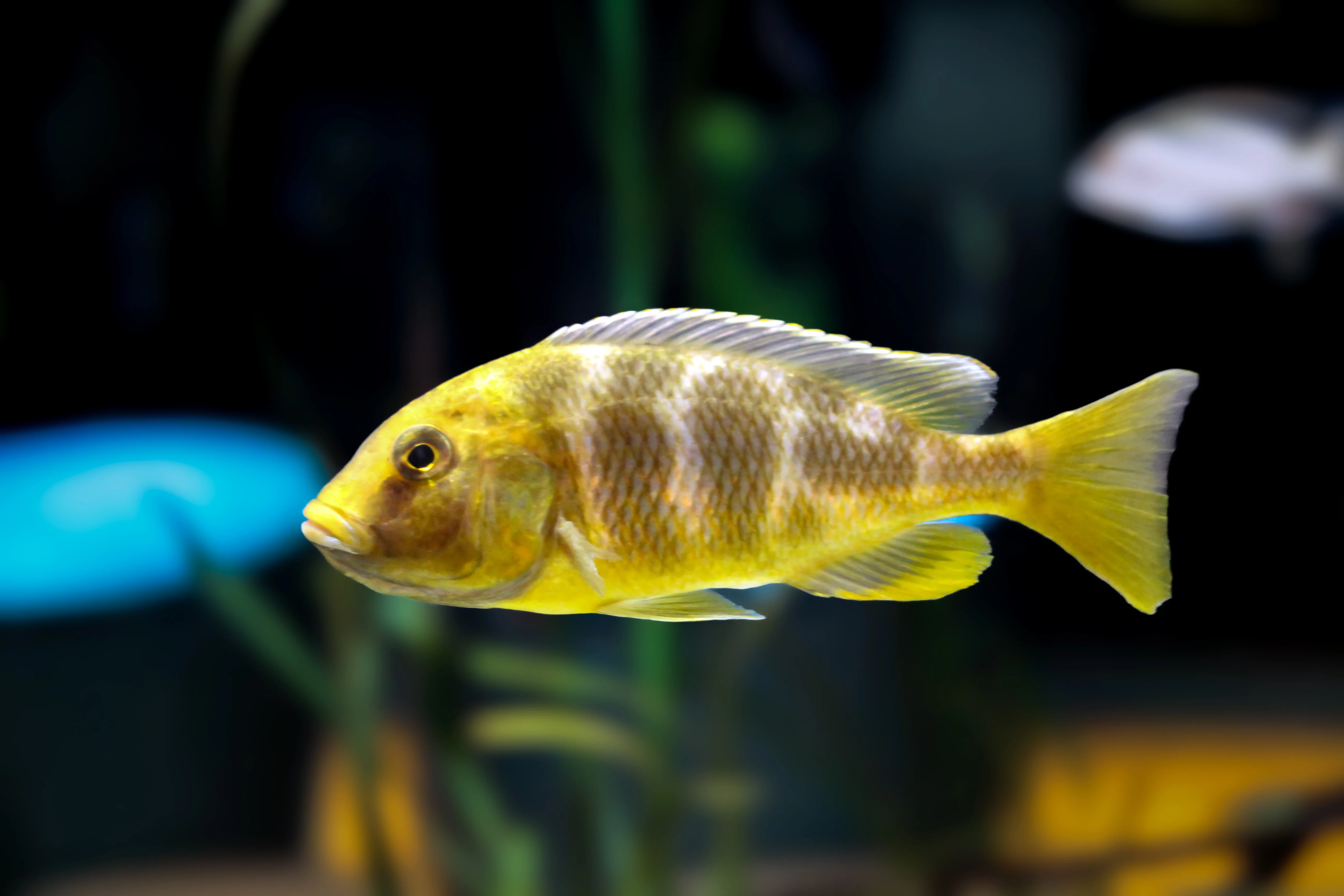 <p>Cichlidae</p>