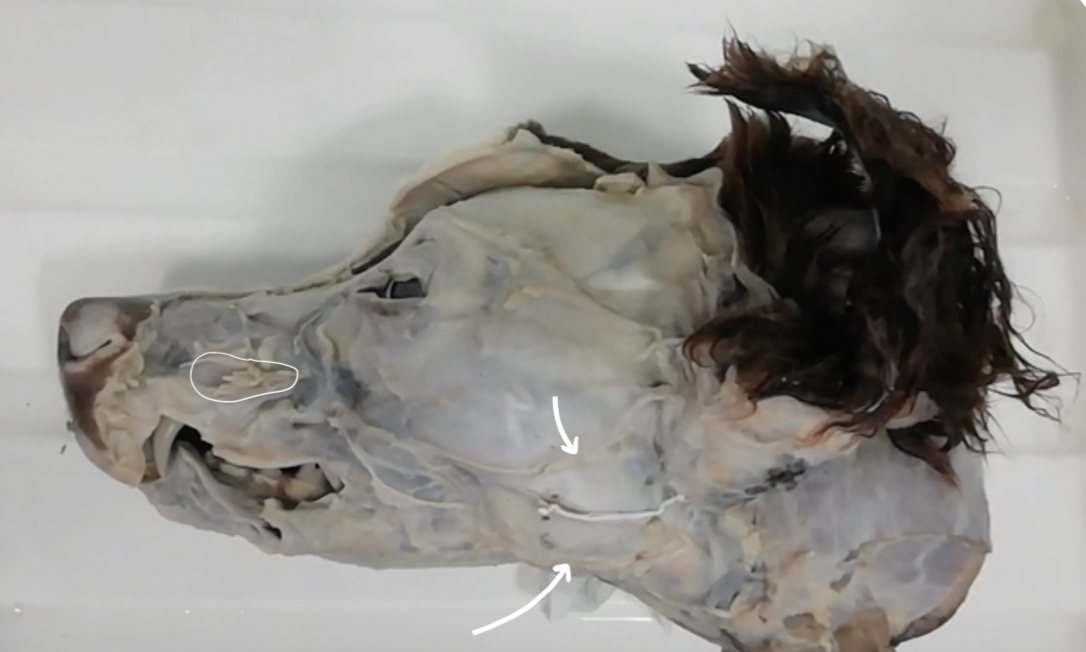 <p>Label the nerves present on this superficial dissection of a canine head</p>