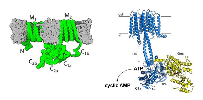 <ul><li><p>M1, M2: Transmembrane domains </p></li><li><p>C: cystolic where G-alpha (yellow) binds to cytosolic domains and allows catalysis of cAMP through ATP modifications (remove 2 PO42- and cyclic monophosphate to produce cAMP)</p></li></ul><p></p>
