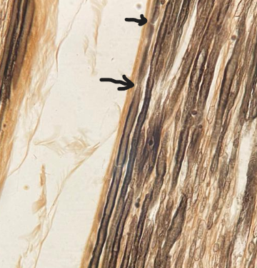 <p>Estructura subcelular</p>