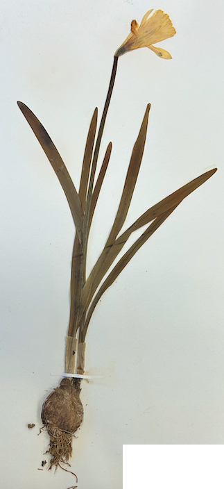 <p>Order? Family?</p>