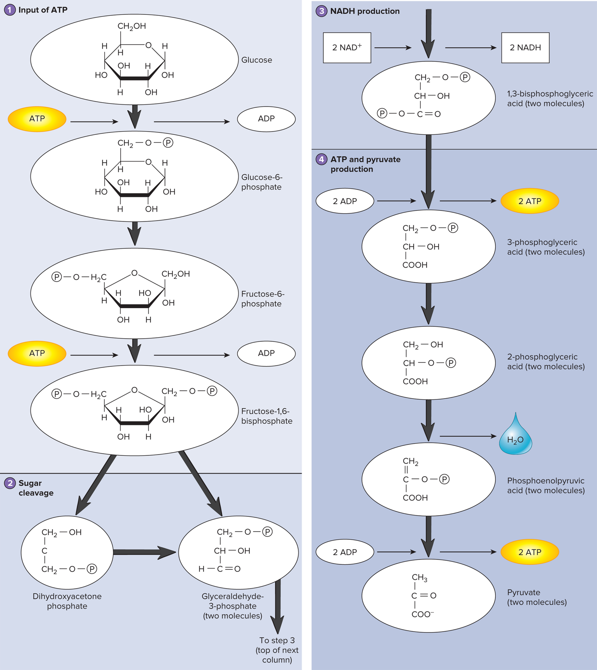 
1. 2 pyruvic acid molecules
2. 4 total ATP, 2 net ATP (2 are consumed)
3. 2 NADH