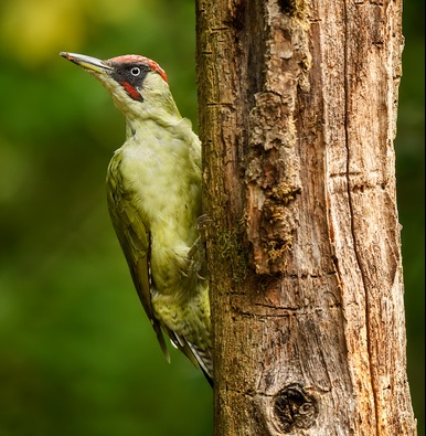 <p>zařaď živočicha do systému</p><p>Třída - řád - čeleď - druh čeština (latina)</p>