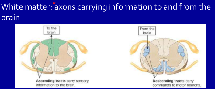 <p>axons carrying information to and from the brain</p>