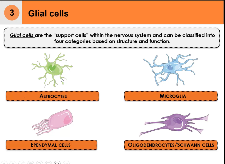 <p></p><ul><li><p><span>Glial cells are non-neuronal support cells in the nervous system.</span></p></li><li><p><span>They outnumber neurons.</span></p></li><li><p><span>They maintain the environment neurons need to function.</span></p></li></ul><p></p><p class="p1">Four major classes: </p><p class="p1">astrocytes</p><p class="p1">microglia</p><p class="p1">oligodendrocytes/Schwann cells</p><p class="p1">ependymal cells.</p>