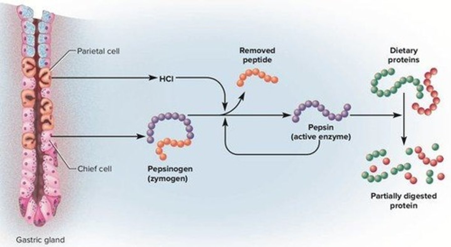<p>Hydrochloric acid (HCl) activates pepsinogen to form pepsin, an active digestive enzyme.</p>