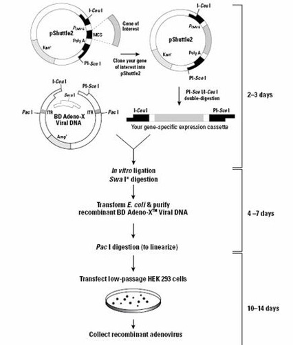 <p>Adenovirus vector commonly used in research.</p>