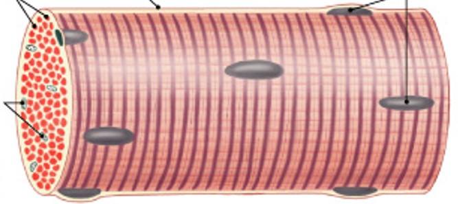 <p>What type of cells are:</p><ul><li><p>Very long</p></li><li><p>Develop from cells called myoblasts</p></li><li><p>Become very large</p></li><li><p>Contain hundreds of nuclei</p></li></ul><p></p>
