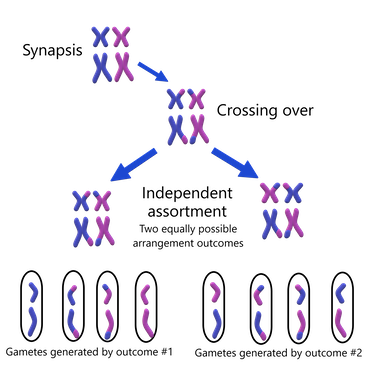 <p>Although both occur during meiosis, crossing-over is the result of swapped DNA between non-sister chromatids and random assortment is where homologous maternal and paternal are randomly lined up on either side of the metaphase plate.</p>