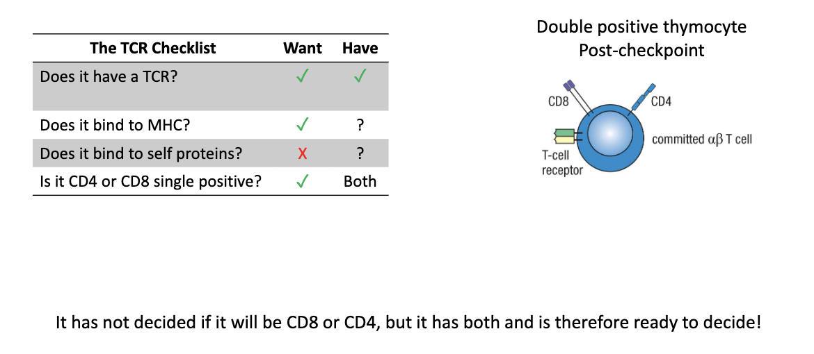 <ul><li><p>Have <strong>functional TCR</strong></p></li><li><p>Express <strong>both CD4 and CD8</strong></p></li><li><p>Next tests: <strong>MHC binding</strong> and <strong>self-reactivity</strong></p></li></ul><p></p>