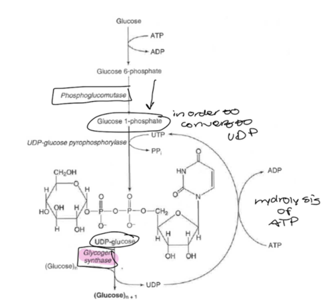 <p>-process requires energy (anabolic)</p><p>-begins with phosphorylation of glucose by hexokinase or glucokinase</p><p>*add ATP to phosphorylate glucose-6-phosphate</p><p>--> either goes into glycolysis or glycogen synthesis</p><p>two enzymes:</p><p>glycogen synthase</p><p>-creates chains of glucose molecules with a 1,4 linkages</p><p>-UDP-glucose --> glycose (n+1) +UDP</p><p>glycogenin</p><p>-primer to start glycogen chain</p><p>amylo-a (1,4--> 1,6)-glucosyl transferase (branching enzyme)</p><p>-produces a 1,6 linkages</p><p>-only regulated by how much glucose is being added</p>