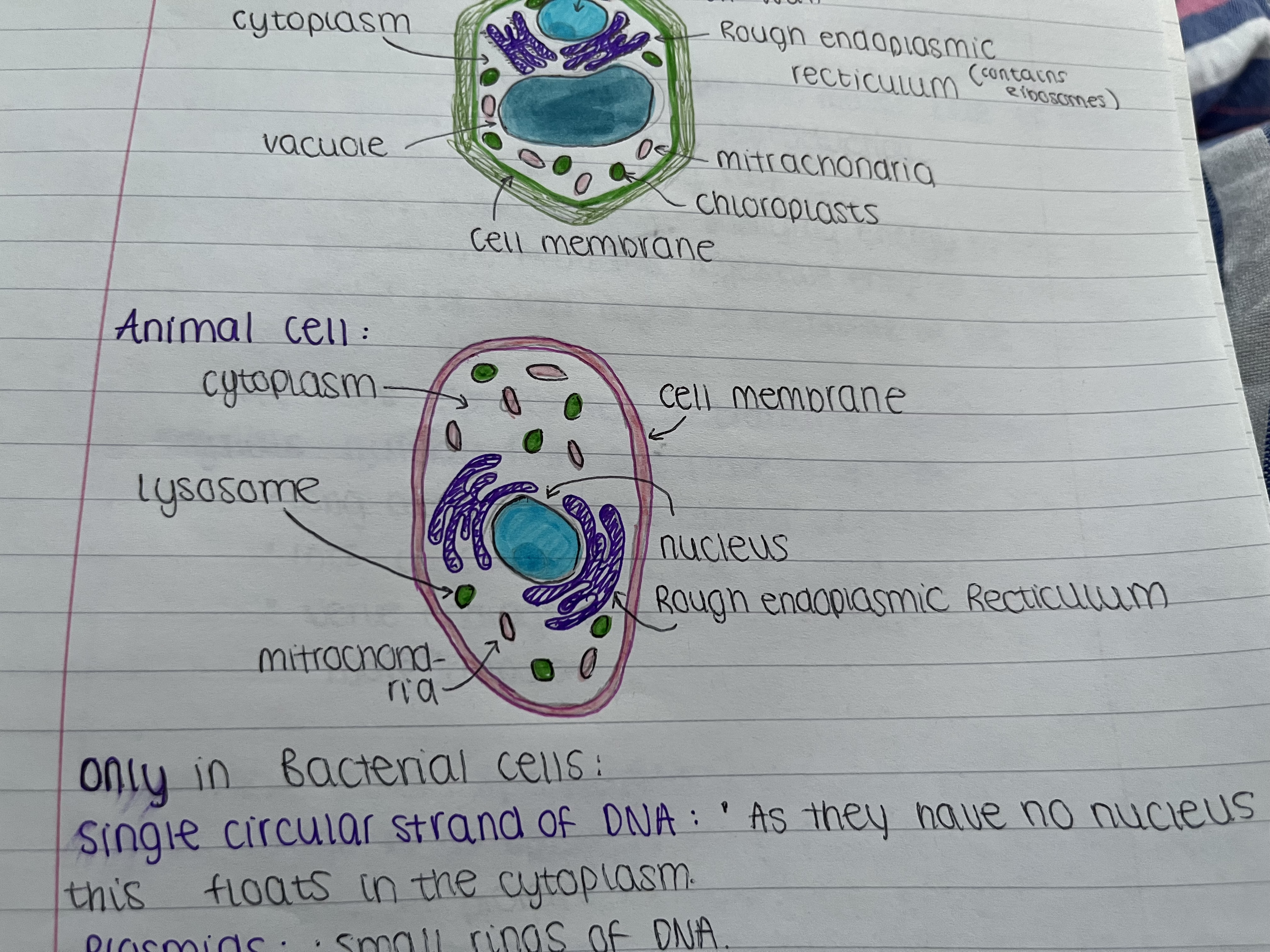 <ul><li><p>cytoplasm </p></li><li><p>cell membrane </p></li><li><p>mitochondria </p></li><li><p>nucleus </p></li><li><p>rough endoplasmic rectilium - for ribosomes. </p><p></p></li></ul>