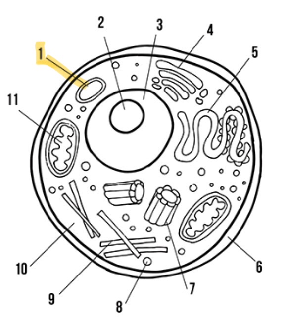 <p>What is the highlighted area called</p>