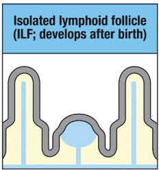 <p>develop after birth</p><p>expand in response to microbial colonization</p>