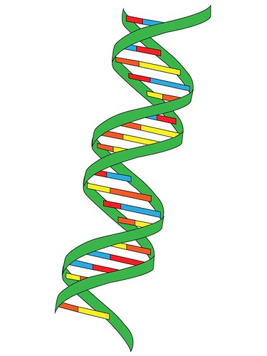<p>Shape of a DNA molecule formed when two twisted DNA strands are coiled into a springlike structure and held together by hydrogen bonds between the bases</p>