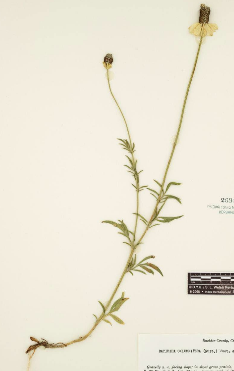 <p></p><p>Cone flower, drooping petals. Narrow leaves deeply divided, have stiff white hair. Furrowed stem</p>