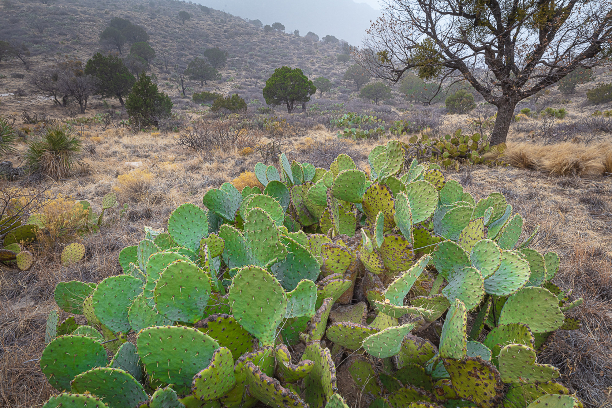 <p>Prickly Pear Cactus</p><p>Thin, circular pads. Will sometimes have bright red fruits on them</p>