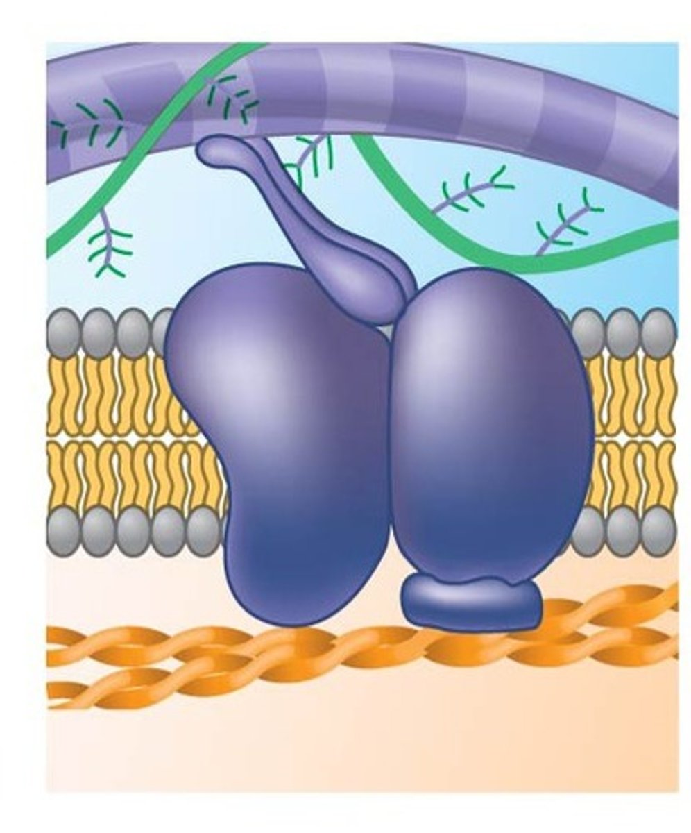 <p>to the cytoskeleton and extracellular matrix, maintaining cell shape and stabilizing the location of membrane proteins.</p>
