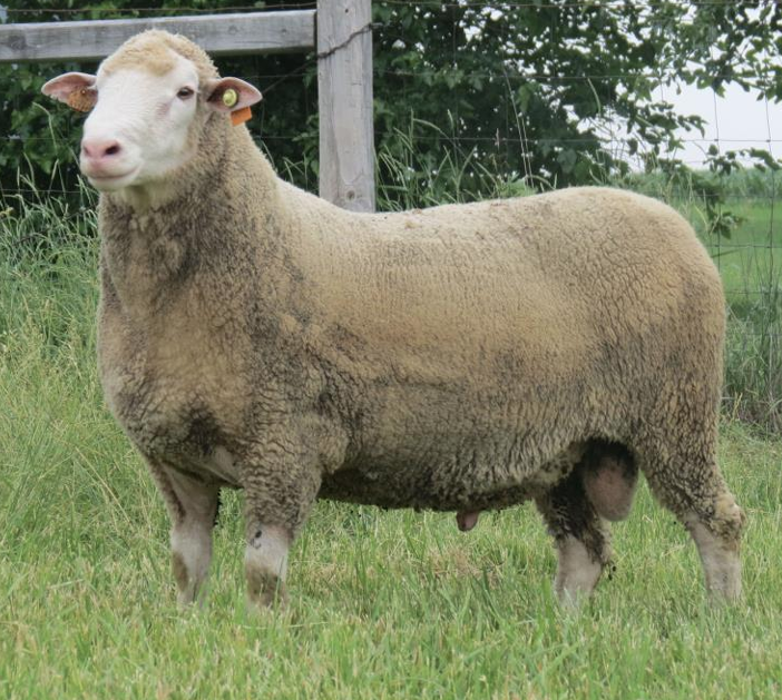 <p>What is the Name and Category of this sheep?</p><p></p>