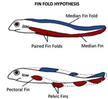 <p>The <strong>Fin Fold Hypothesis</strong> is an evolutionary theory that explains how the paired fins of early fish (which later evolved into limbs like arms and legs) developed from a continuous fold of skin</p><ul><li><p>The <strong>Jaw</strong> is likely gill arch, but <strong>Fins</strong> are more complicated</p></li><li><p>Suggests they are modified from continuous fins</p></li></ul><p></p>