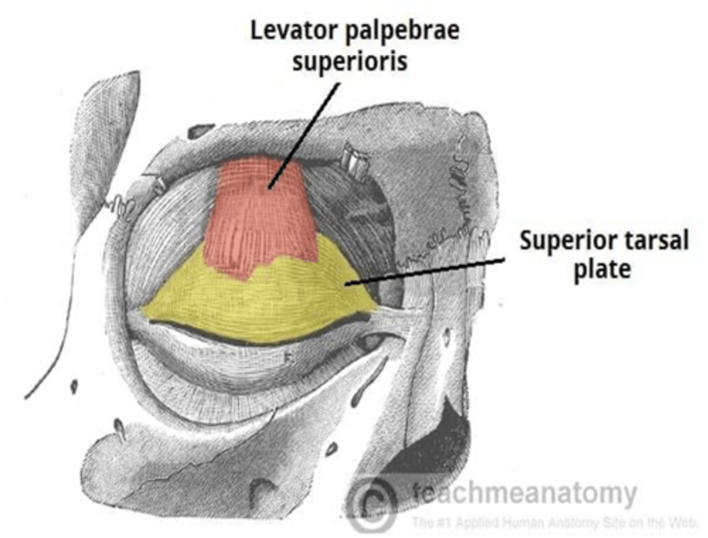 <p>Levator palpebrae superioris</p>
