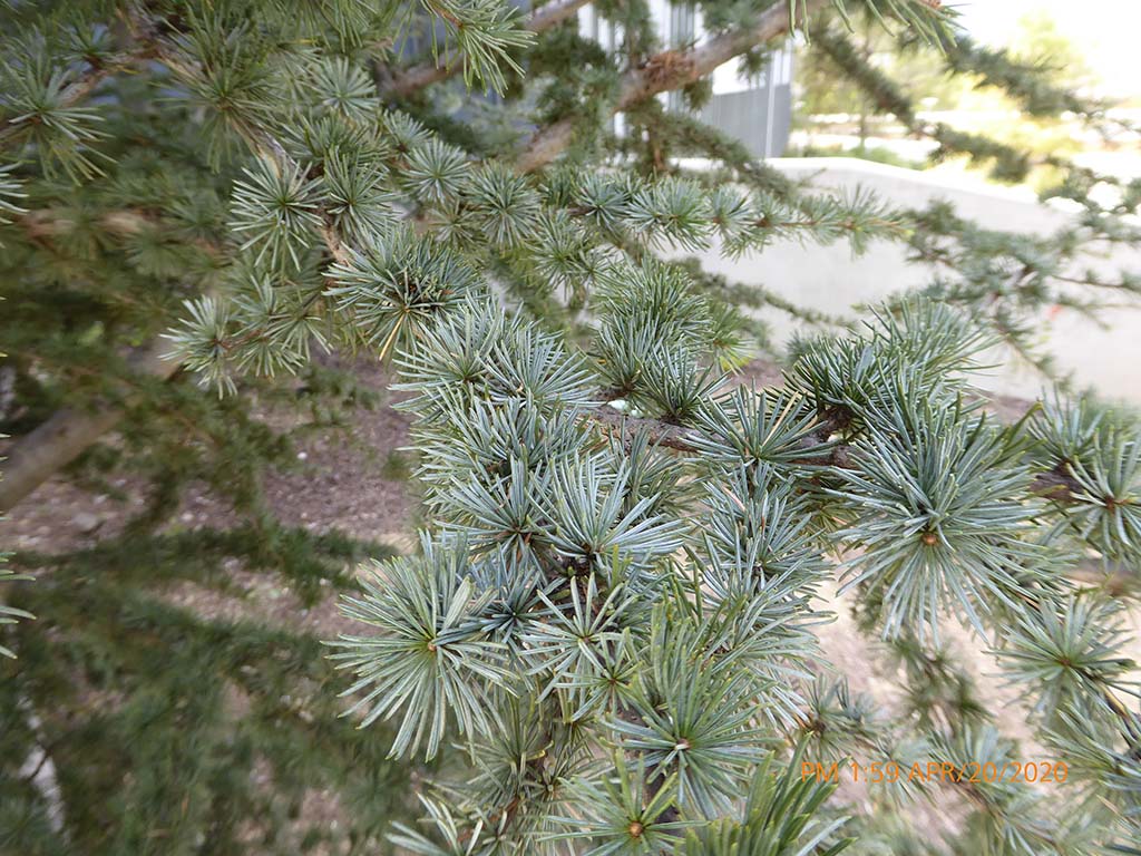 <p>blue atlas cedar</p>