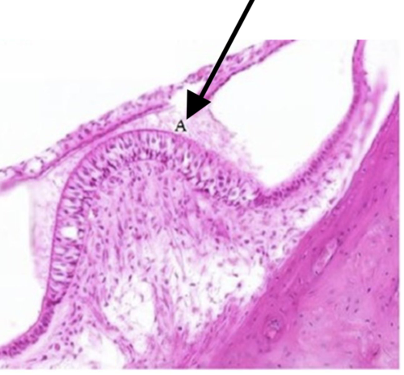 <p>Identify the structure</p>