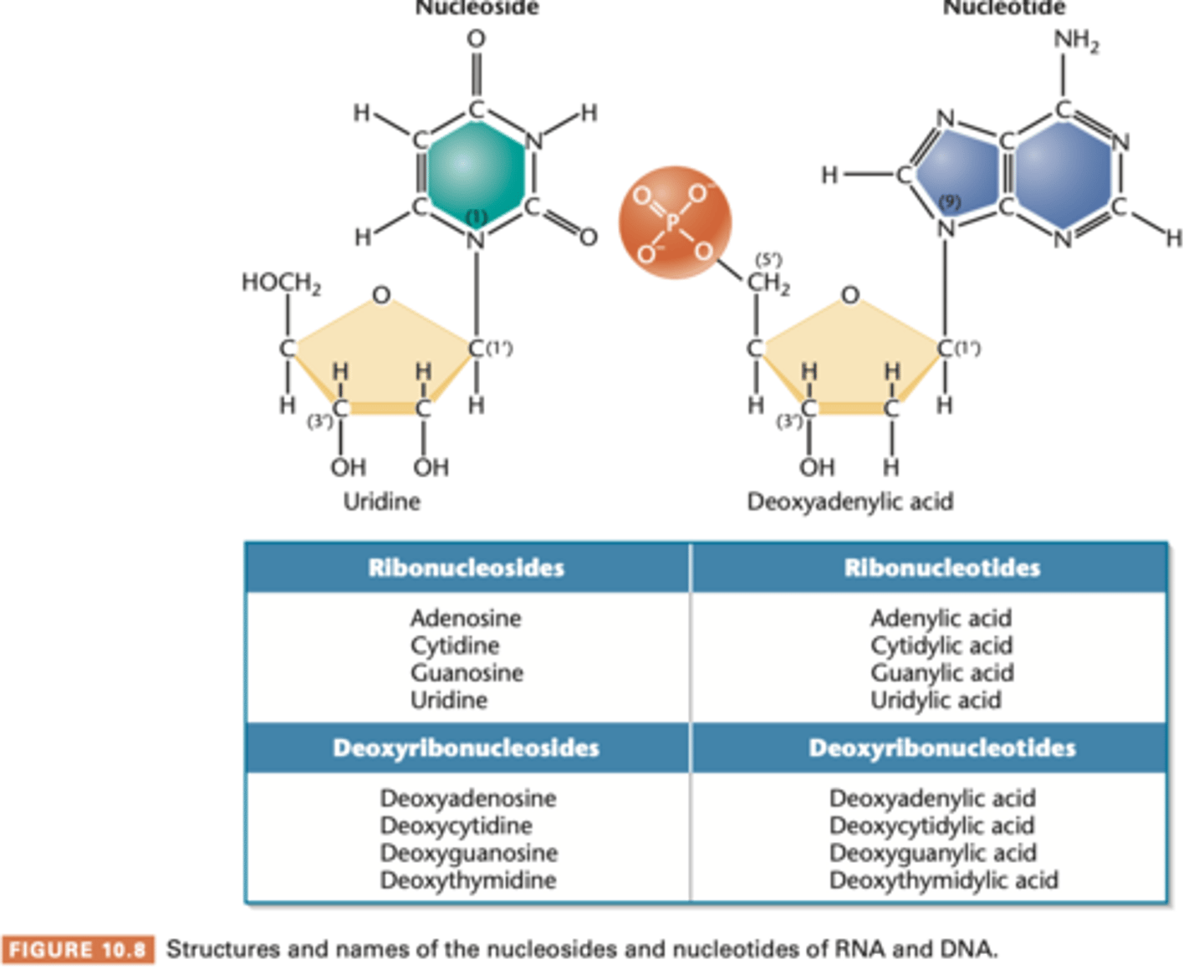 <p>if a molecule is made of a purine or pyrimidine base and a ribose or deoxyribose sugar, chemcial unit is called this.</p><p>- if u add a phosphate group, it is called a nucleotide</p><p>- named according to nitrogenous bases</p><p>purine: N-9 arm is covalently bonded to sugar</p><p>pyrimidine: N-1 atom bond to sugar</p><p>DNA, phosphate gap may be bonded to C-2', C-3', or C-5' atom of sugarr</p>