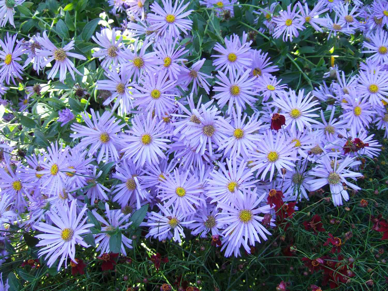 - NOT native to US
- bees, butterflies
- late bloom