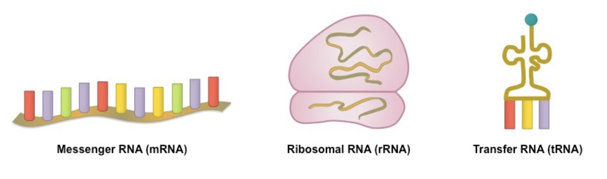<p>messenger RNA (mRNA), ribosomal RNA (rRNA), transfer RNA (tRNA)</p>