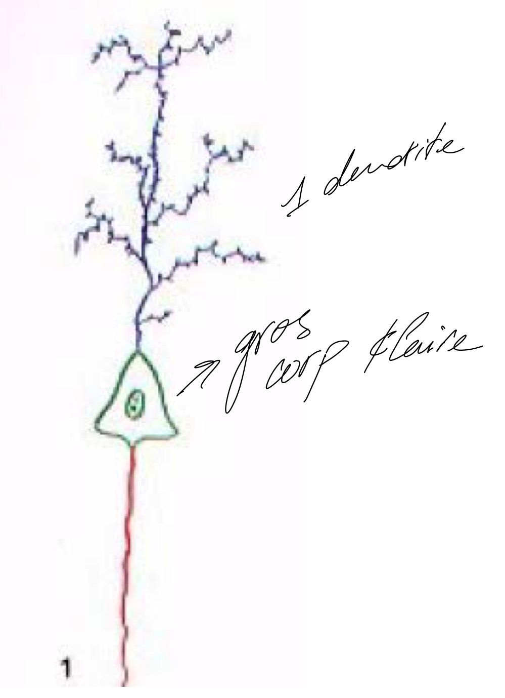 <p>Contient 1 gros corps cellulaire, 1 dendrite</p>