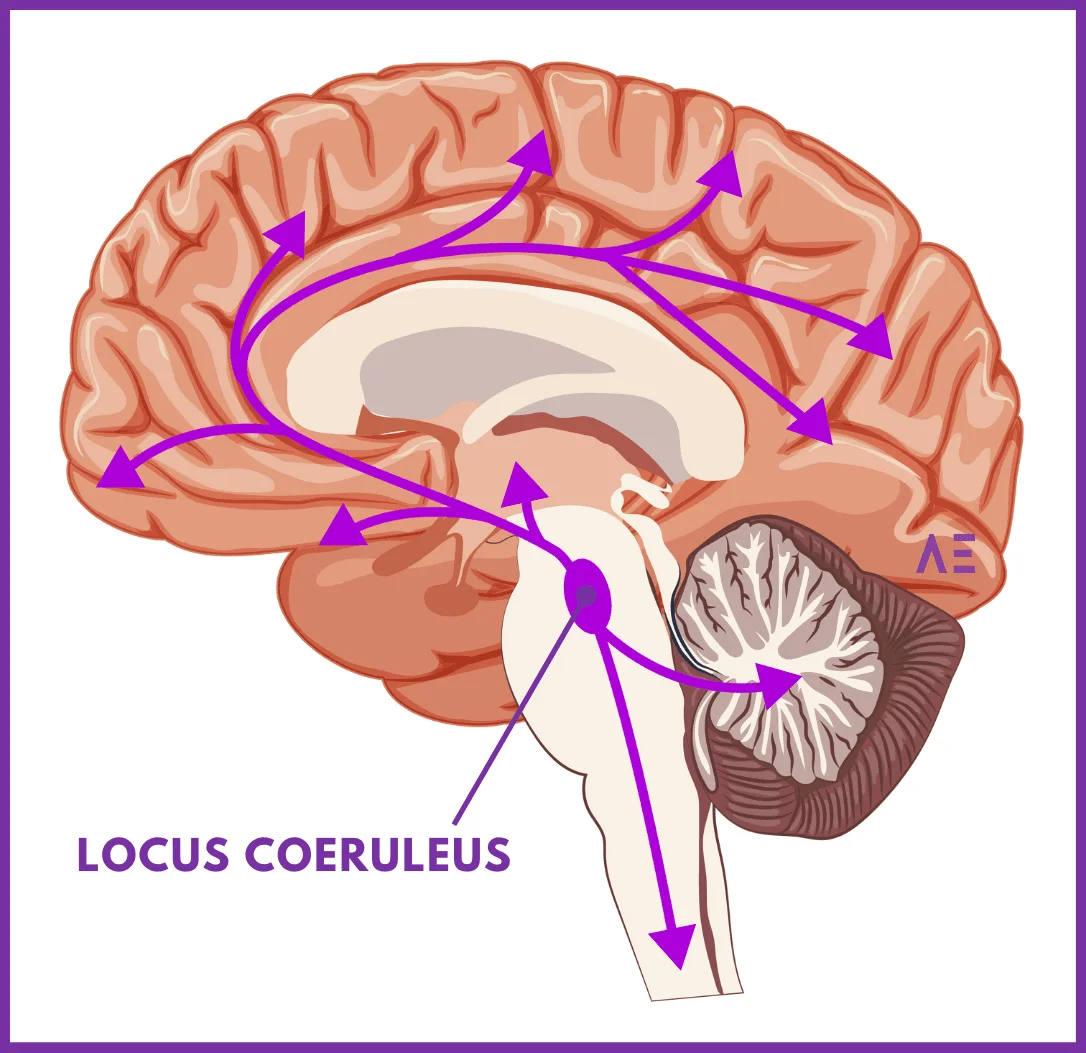 <p>Locus Coeruleus</p>