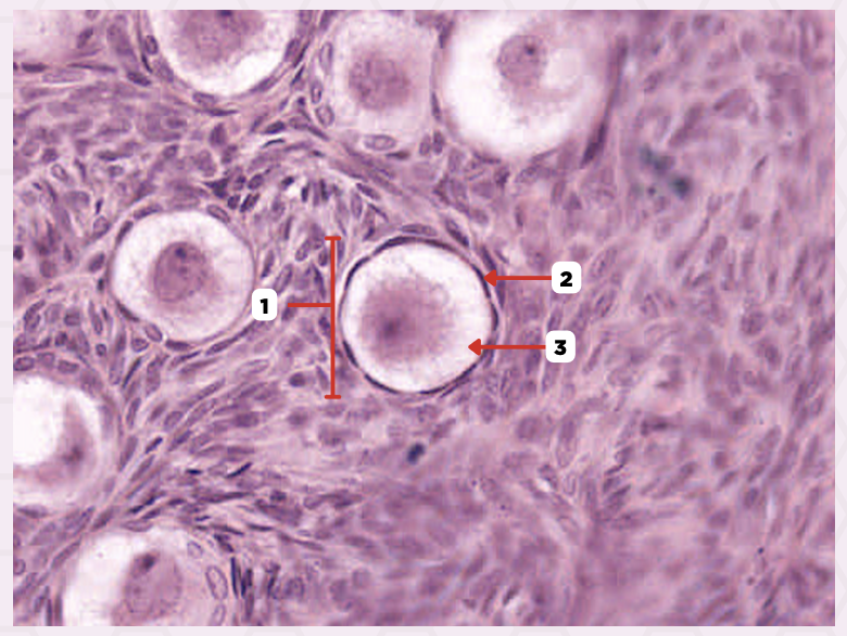<p>Identify the structure labeled as 2.</p>