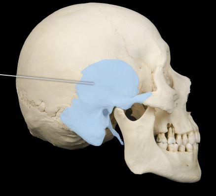<p>Identify the bone.</p>
