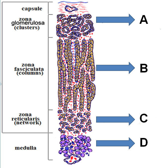 <p><span>Match the cells located in the lettered regions with their function.</span></p><p><span>a) secrete corticosterone</span></p><p><span>b) secrete aldosterone</span></p><p><span>c) secrete glucocorticoids and sex hormones</span></p><p><span>d) secrete epinephrine and norepinephrine</span></p>