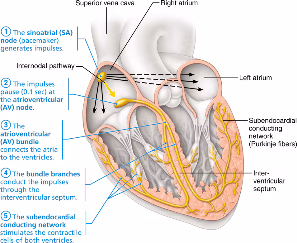 <ol><li><p>SA node</p></li><li><p>AV node</p></li><li><p>AV bundle</p></li><li><p>bundle branches</p></li><li><p>subendocardial conducting network</p></li></ol><p></p>