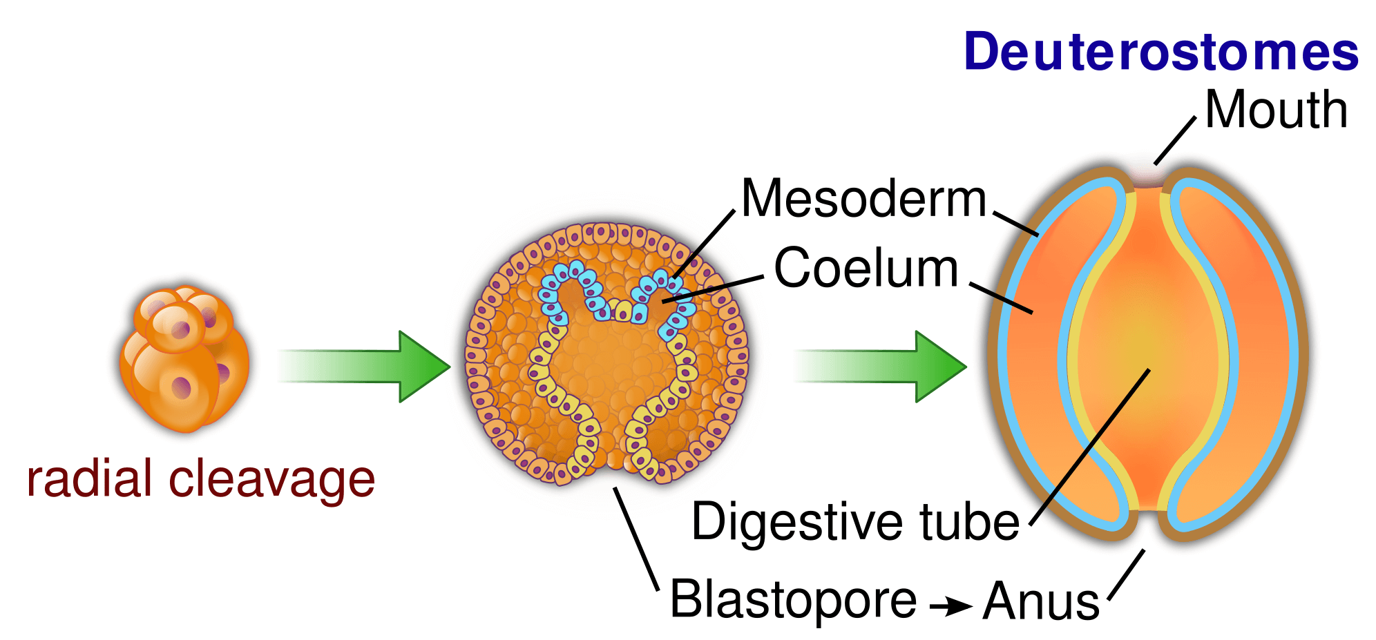 <ol><li><p>Anus forms first</p></li><li><p>Radial cleavage</p></li><li><p>Coelom forms from mesodermal pouches extending off of the gut (enterocoely)</p></li></ol><p></p>
