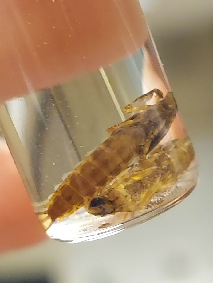 <p>Plate-like gills with fibrils shorter than gill plates</p><p>Large, minnow like</p><p>Vertically oriented head (legs also under body)</p><p>Double row of long setae on inner margins of femora and tibia of forelegs</p><p>Yellow stripe down back</p>