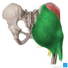 <p>name this muscle, origin and insertion</p>