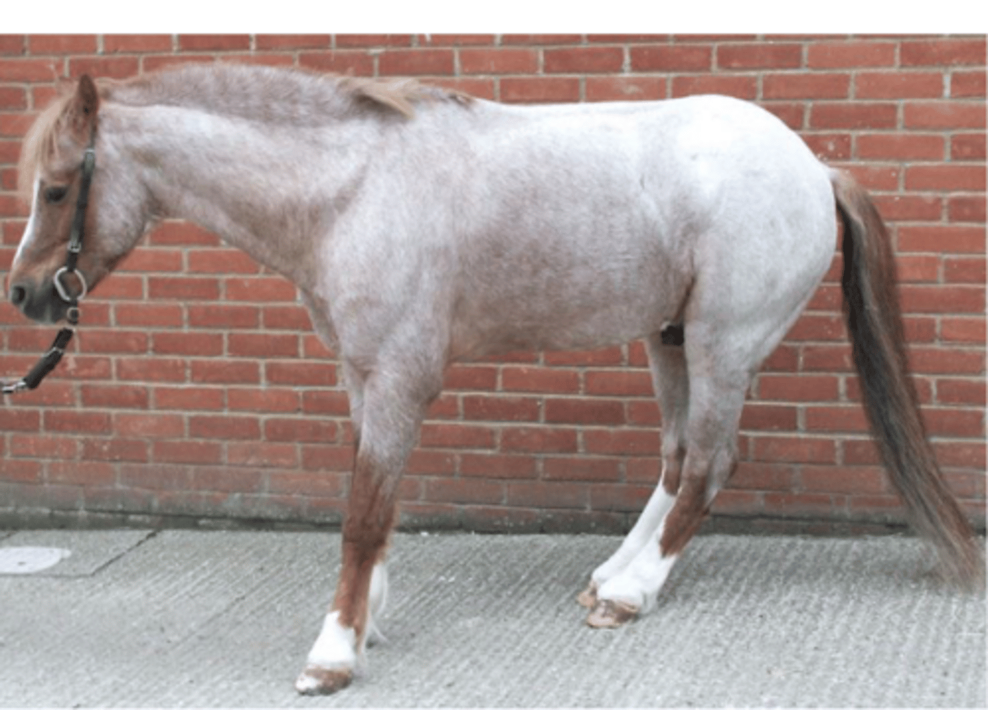 <p>high grain diets are associated with delivery of too much starch to LI (30-50%) which is rapidly fermented and leads to.....</p>