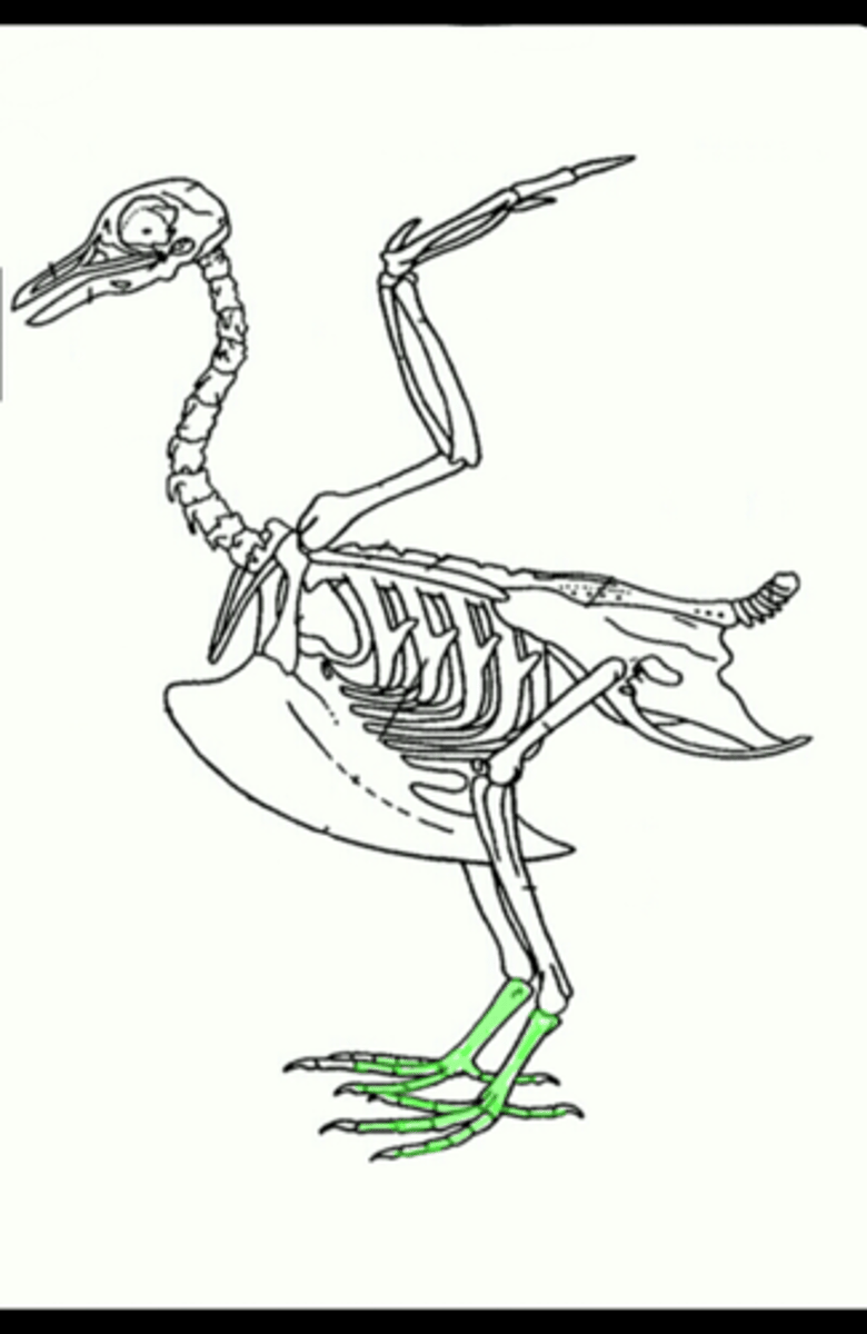 <p>a long bone in the lower leg of birds and some reptiles, formed by fusion of tarsal and metatarsal structures</p>